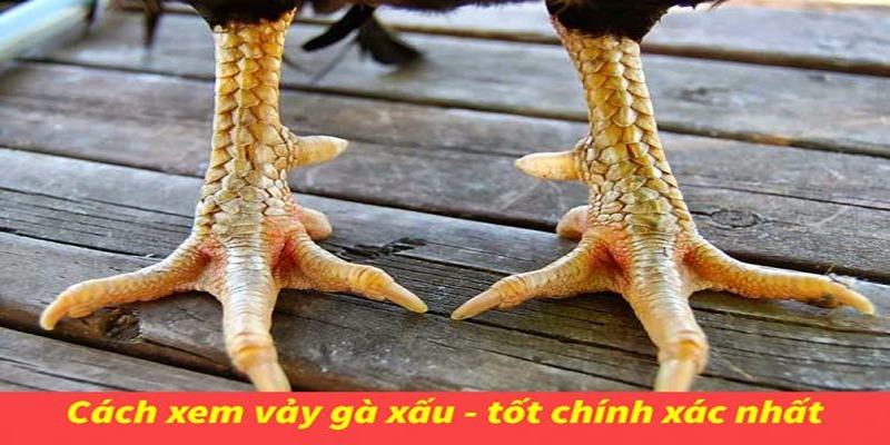 thong-tin-ve-cach-xem-vay-ga-tot-xau